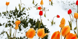 some flowers in snow, an allegory to the enduring value of the Delphic Maxims